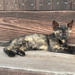 天草市　さび猫　2ヶ月
