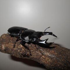 国産オオクワガタ　能勢産　６８ｍｍ　メス５０ｍｍ　メス２匹目は４５～４９ｍｍの画像