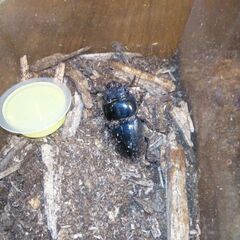 国産オオクワガタ　能勢産　６８ｍｍ　メス５０ｍｍ　メス２匹目は４５～４９ｍｍの画像