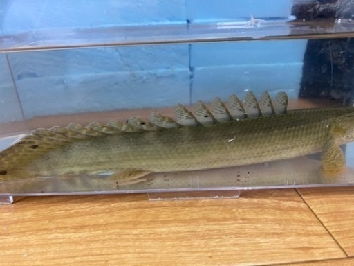 カミハタ　ビキールビキール　古代魚