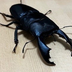 スラウェシオオヒラタ　ペア