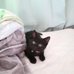 正式譲渡決まりました😸クロネコ子猫の里親さん募集です✨ - 猫