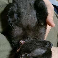 正式譲渡決まりました😸クロネコ子猫の里親さん募集です✨ − 愛媛県