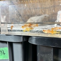 流行りのメダカでは無いですが癒されますよ