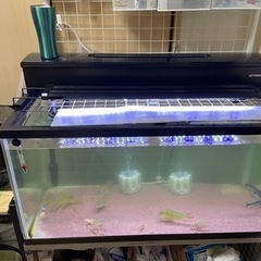 水槽、水槽用品　最終値下げ