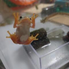 シュレーゲルアオガエル
