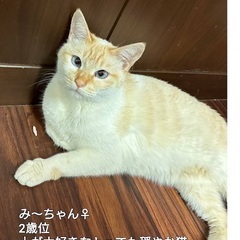 人間大好き💕穏やか猫ちゃん