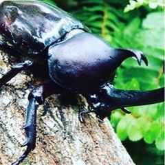 超特売セール‼️1ペア500円‼️カブトムシ&クワガタムシ‼️⭐️の画像