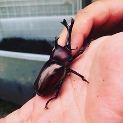超特売セール‼️1ペア500円‼️カブトムシ&クワガタムシ‼️⭐️の画像