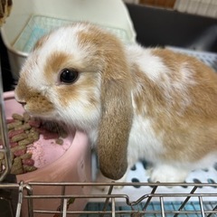 ロップイヤーラビット