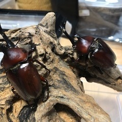 【第2段】カブトムシ差し上げます。の画像