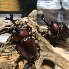 【第2段】カブトムシ差し上げます。の画像