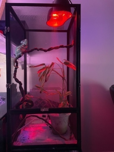 カメレオンケージフルセット