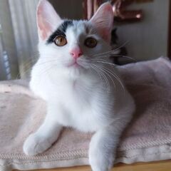 家康の命日に保護したどうするいえやす兄妹の「するちゃん」