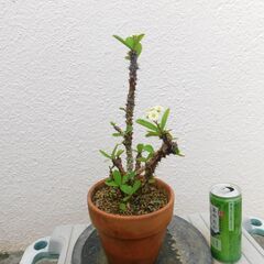 ハナキリン（黄）