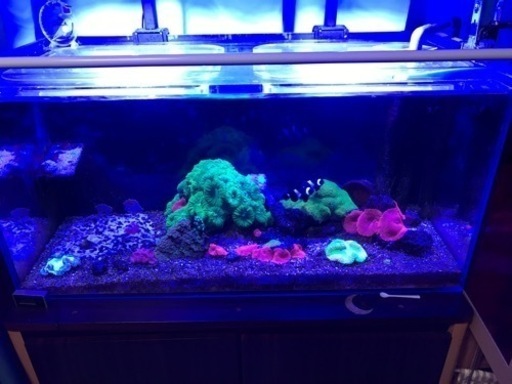 OHアクリル水槽900一式　海水生体付属