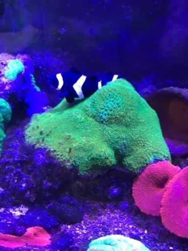 OHアクリル水槽900一式　海水生体付属　