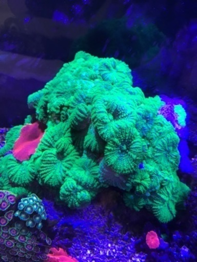 OHアクリル水槽900一式　海水生体付属　