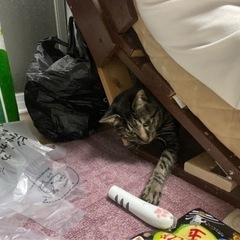 猫の里親になって下さる方を募集しています。