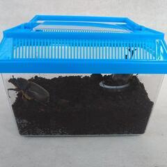 天然　カブトムシ　かぶと虫　成虫　（ペア）　かご付き
