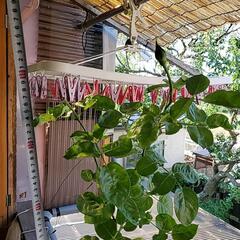 中輪咲き　モナリザ　薔薇苗