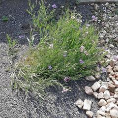 又咲いた矢車草