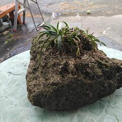 山取り風ラン成ります。