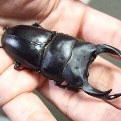 三重県産オオクワガタ F1 ♂70ミリ ♀45.3ミリ ペアの画像