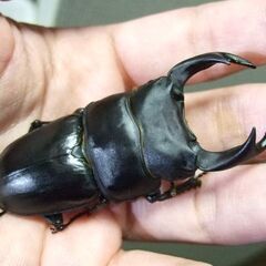 三重県産オオクワガタ F1 ♂70ミリ ♀45.3ミリ ペアの画像