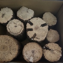 クワガタ産卵用　産卵材　産卵木　9本セット　