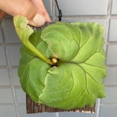 Platycerium ridleyi　2023_06