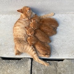 茶トラ　子猫　4匹　1ヶ月
