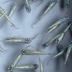 高級めだか激安販売しますの画像