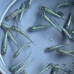高級めだか激安販売しますの画像