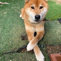 柴犬オス去勢済み7歳
