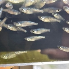 高級めだか激安販売しますの画像