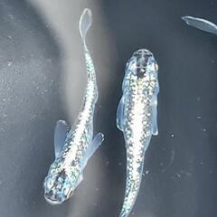 緑光黒百ラメ   メダカの卵20＋αの画像