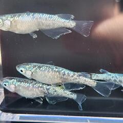 緑光黒百ラメ   メダカの卵20＋αの画像