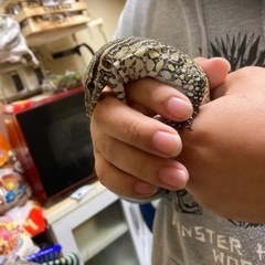 爬虫類好き。