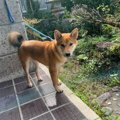 迷子犬