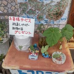 琉球朝顔の苗