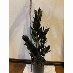 ザミオクルカス　レイブン　レイヴン