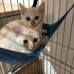 子猫☆里親探してます(*^^*)