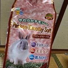 チモシー 牧草の画像