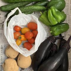 無農薬の夏野菜セット