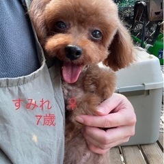 里親さん決まりました☺️ありがとうございました