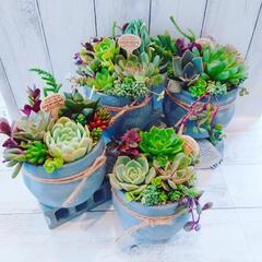 多肉植物寄植えワークショップ
