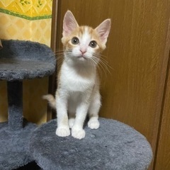 茶白の男の子　4きょうだいです☆