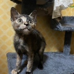 4きょうだいでやってきました☆可愛いさびちゃん