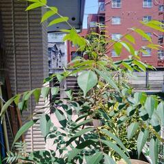 植木　盆栽鉢　カレーの木の画像